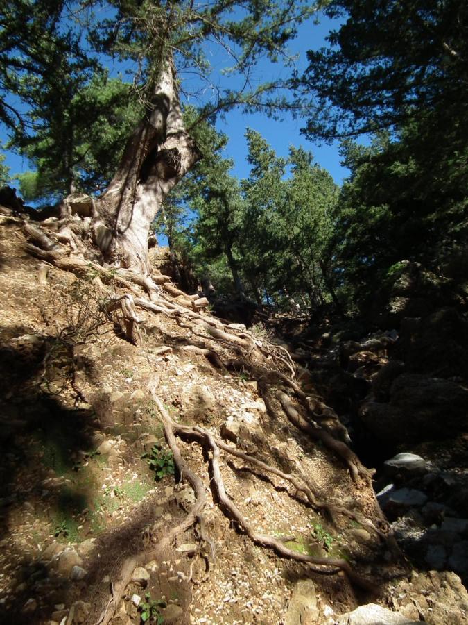 Echo Traditional House - Ηχώ Παραδοσιακό Σπίτι Émbonas 外观 照片